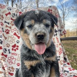 Australian Cattle Dog Puppies from Institute Australian Cattle Dogs