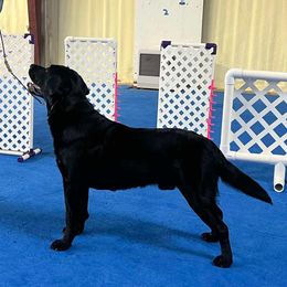 Bo - Labrador Retriever