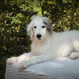 Peter - Merle male Sheepadoodle puppy in Thornville, Ohio from Four Front Doodles & Friends