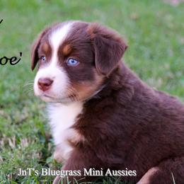 Miniature Australian Shepherd Puppies from JnT's Bluegrass Mini Aussies