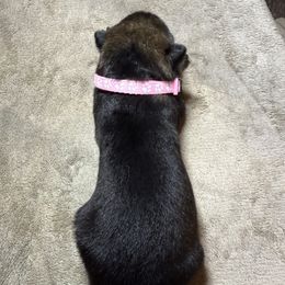 Girl 3 light pink - Sable female German Shepherd puppy in Newsoms, Virginia from A Tier Above Shepherds