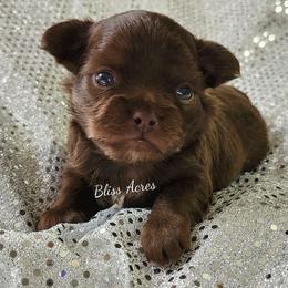 Kona - Chocolate and white male Chihuahua puppy in Ponca City, Oklahoma from Bliss Acres Farm