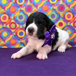 Purple - Black female Poodle puppy in Houma, Louisiana from Smart Azz Poodles