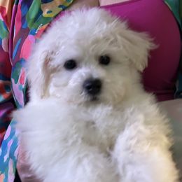 Red boy - White male Bichon Frise puppy in Summerville, South Carolina from Charleston's Bichons