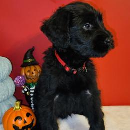 Giant Schnauzer Puppies from JAMG Schnauzers