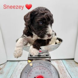 Boy 5 - Poodle puppy in Inman, South Carolina from Raynebow Rose Poodles