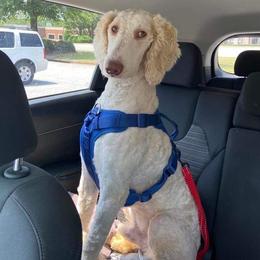 Sully - Poodle