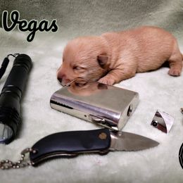 German Shepherd and Scottish Terrier Puppies from Viceroy's Kennel LLC