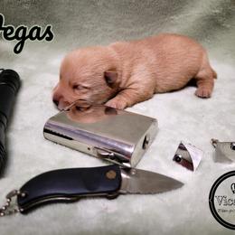 German Shepherd and Scottish Terrier Puppies from Viceroy's Kennel LLC