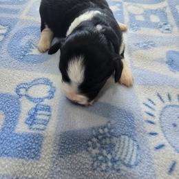 Miniature Australian Shepherd Puppies from Wee Aussies