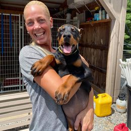Doberman Pinscher puppies from Crestview Dobermanns