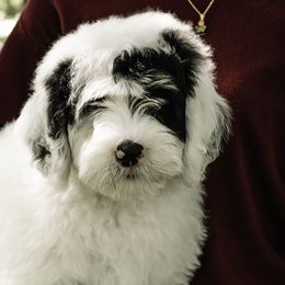 Blue Collar Boy - Black and white Bernedoodle puppy in Hebron, Indiana from Duneland Doodles