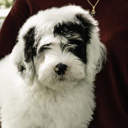 Blue Collar Boy - Black and white Bernedoodle puppy in Hebron, Indiana from Duneland Doodles