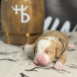 SIG - Red male Bernedoodle puppy in Corpus Christi, Texas from The Henke Doodles
