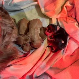 Girl 1 - Dapple female Dachshund puppy in Lincolnton, North Carolina from Oakview Kennels