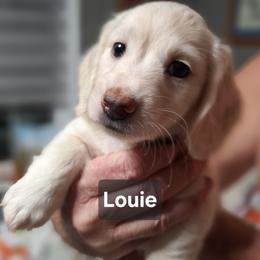 Puppy 2 Mint Collar Male Longhair - Cream male Dachshund puppy in Gordon, Georgia from Long Dogs Yellow Farm