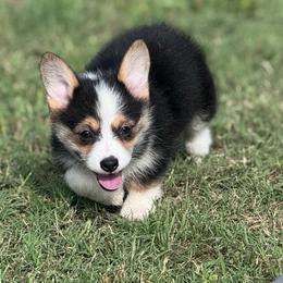 Oakley - Black and tan female Pembroke Welsh Corgi puppy in Stephenville, Texas from Rising JM Pembrokes