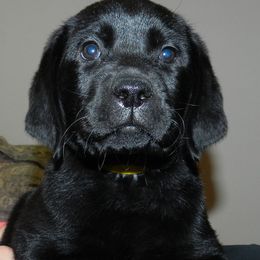 Labrador Retriever Puppies from Swift Run Labs