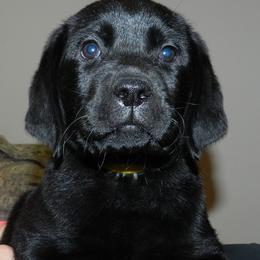 Labrador Retriever Puppies from Swift Run Labs
