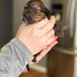 Dachshund Puppies from Rea's Puppies