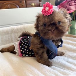 Shih Tzu Puppies from Purse Pup Shih Tzus