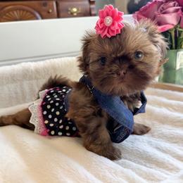 Shih Tzu Puppies from Purse Pup Shih Tzus