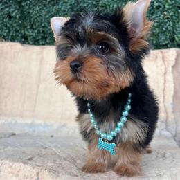 Blue boy - Black and tan male Yorkshire Terrier puppy in Las Vegas, Nevada from Lala’s Pups