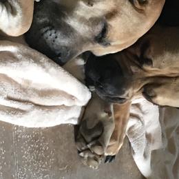 Boerboels and French Bulldogs from Cedar Spring Boerboels