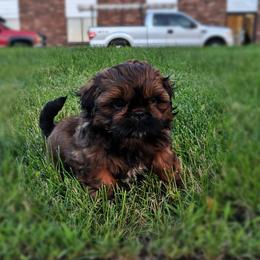 Shih Tzu Puppies from Tough Shih