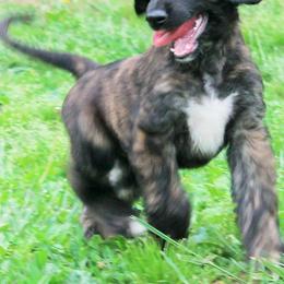 Afghan Hound Puppies from Ahava Afghan Hounds