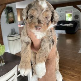 Winnie - Tri-color female Bernedoodle puppy in Holtwood, Pennsylvania from Country Ridge Puppies