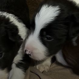 Border Collies from Richardson's Border Collies