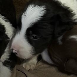 Border Collies from Richardson's Border Collies