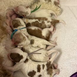 Cavapoo Puppies from PJs Puppy Love