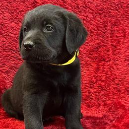 Male 6 Black - Yellow Collar - Black male Labrador Retriever puppy in Beaverdam, Virginia from Gold Heart Labradors