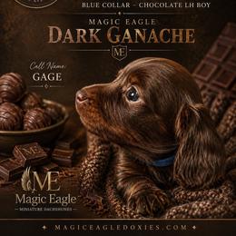 Gage - Chocolate and tan male Dachshund puppy in Shawnee, Oklahoma from Magic Eagle Miniature Dachshunds