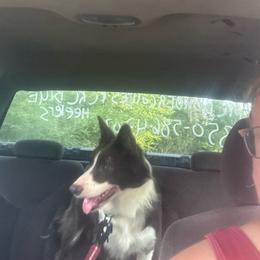 Autumn - Blue female Border Collie puppy in Defuniak Springs, Florida from Blue Cypress Stock dogs