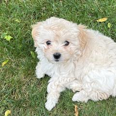 Shichon Puppies from Great Lakes Teddy Bear Dogs
