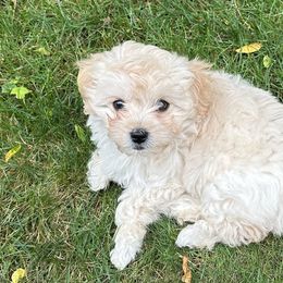 Shichon Puppies from Great Lakes Teddy Bear Dogs