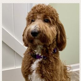 Poppy - Goldendoodle