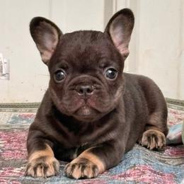 Scully - Tricolors female French Bulldog puppy in Almo, Kentucky from Busy Bee French Bulldogs