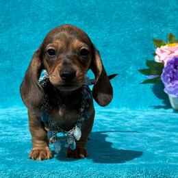 Axel - Cream male Dachshund puppy in Lincoln, Arkansas from Red Dirt Dachshunds