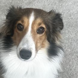 Shetland Sheepdogs from Rickman's Family Farm