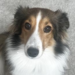Shetland Sheepdogs from Rickman's Family Farm
