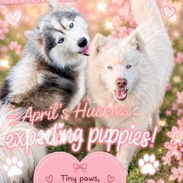 Siberian Husky puppies from April's Huskies