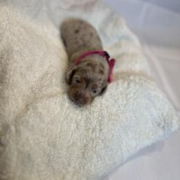 Sweetie girl - Chocolate and tan female Dachshund puppy in Nederland, Texas from M & M Pups