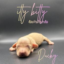 Ducky - Cream female Dachshund puppy in Canton, Texas from Itty Bitty Dachshunds