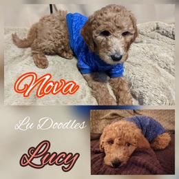 Goldendoodle Puppies from Lu Doodles