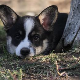 Pembroke Welsh Corgi Puppies from BriarFox Welsh Corgis