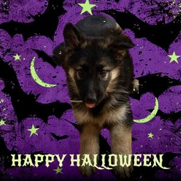 Reylan - Black and red female German Shepherd puppy in Yuba City, California from Barton’s German Shepherds
